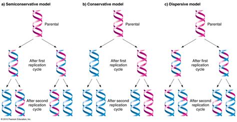 semiconservative conservative and dispersive replication